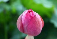 《小花仙月色魅影攻略》（打造最强月色魅影阵容，征战小花仙世界！）