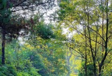 揭秘鹿神的攻略（以鹿神为主角的攻略之道，揭开风之老者的神秘面纱）